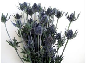 Thistle Eryngium Blue Bell