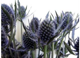 Thistle Eryngium Dynamite