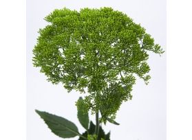 Trachelium - green