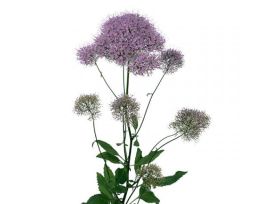 Trachelium - lavender