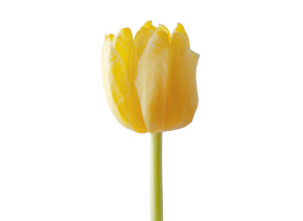 Standard Tulips - yellow