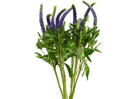Veronica -  purple