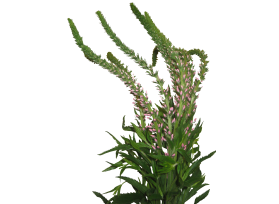 Veronica - pink