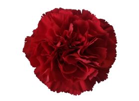 Carnation Dark Red