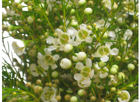 Wax white