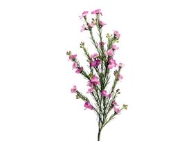 Wax Fushia