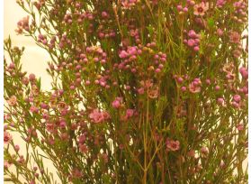 Wax Light Pink