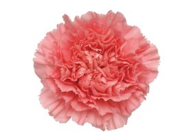 Peach Carnations – Soft Peach Wholesale Carnations in Bulk for Events & Bouquets