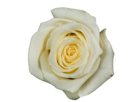 White Rose Escimo