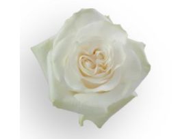 White Rose Moon Stone
