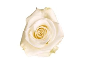 White Rose Tibet