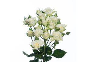 Spray Rose Snowflakes