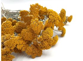 Yarrow