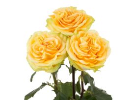 Garden Rose Country Sun