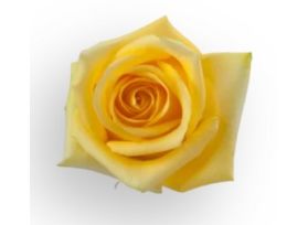 Yellow Rose Hummer