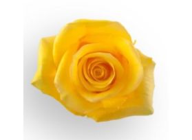 Yellow Rose Momentum
