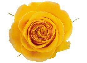 Yellow Rose Brighton