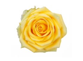 Yellow Rose High & Exotic