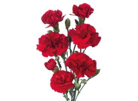 Mini Red Carnations – Bright Red Wholesale Mini Carnations in Bulk for Events & Bouquets


