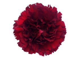 Merleto Cherry Carnation – Hot Red Wholesale Carnations, Available in Bulk