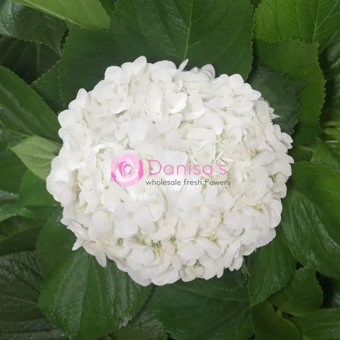 Buy Hydrangea White Select in Bulk – Wholesale | Danisa Flowers