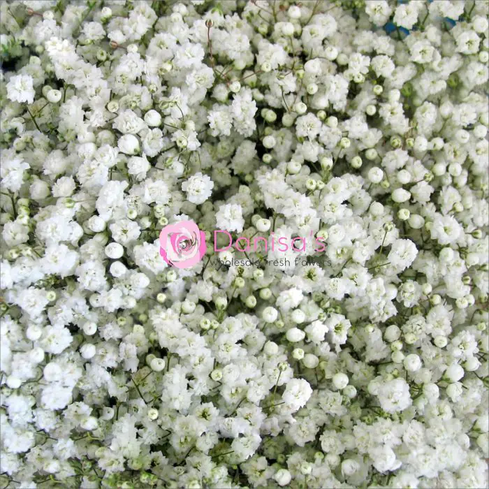 Buy Gypsophila Baby's Breath Million Star White in Bulk