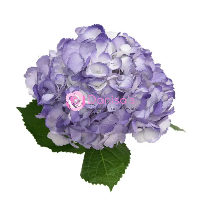 即購入ok hydrangea 様 959_lavender_hydrangea_tinted-