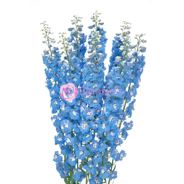 Buy Delphinium Hybrid Light Blue in Bulk – Wholesale | Danisa Flowers