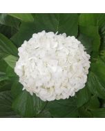 Hydrangeas White Select