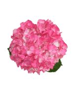 Hydrangea Tinted Hot Pink