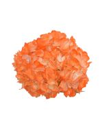 Hydrangea Tinted Orange