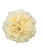 Carnation Creamy Yellow