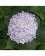 Hydrangea Lavander Antique