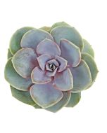Succulents Assorted 2" - 2.5"