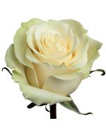 White Rose Mondial