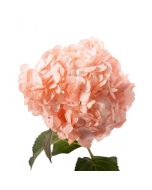 Hydrangea Tinted Peach