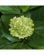 Hydrangeas Mini Green - Light