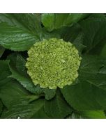 Hydrangeas Mini Green - Dark