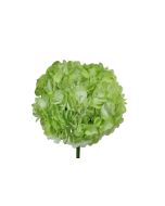 Hydrangea Tinted Green