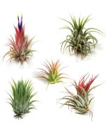 Succulents  Air Plants  - Medium