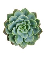 Succulents Assorted  3" - 4