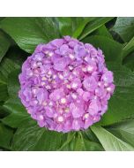 Hydrangeas Rasberry Mix