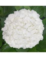 Hydrangeas White Jumbo