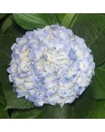 Hydrangeas Blue Premeium