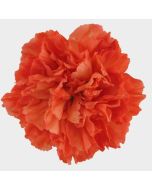 Dark Orange Carnations – Deep Orange Wholesale Carnations in Bulk for Events & Bouquets