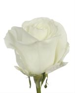 White Rose Tibet 40 cm