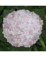 Hydrangea Pink Antique