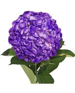 Hydrangea Tinted Purple