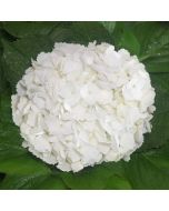 Hydrangeas White Premium