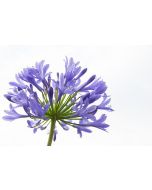 Agapanthus
